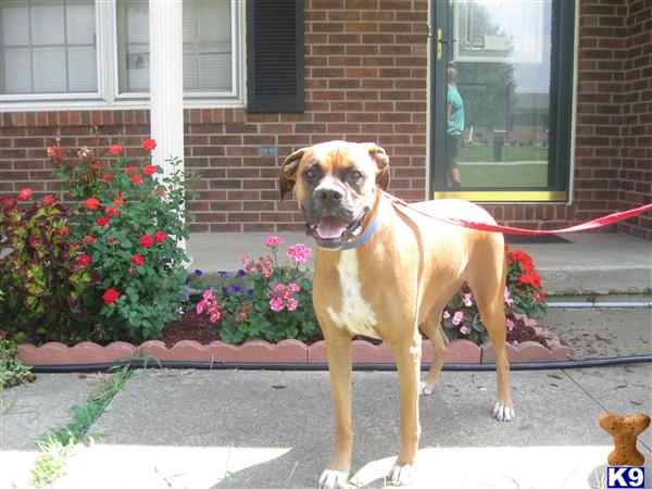 Beautiful Boxers of Kentucky Picture 1